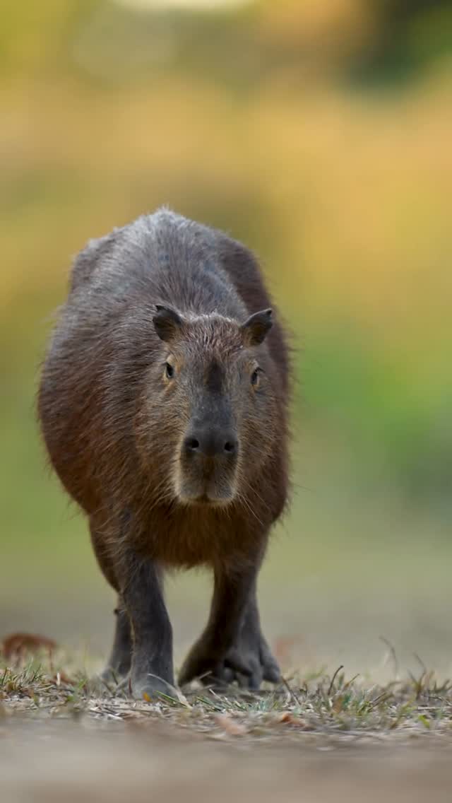 Instagram post by @roxythezoologist for JACK WOLFSKIN. Caption reads: Some of my favourite capybara shots from my recent....