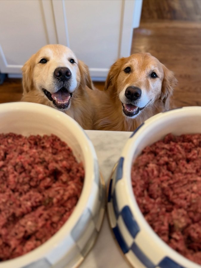 Instagram post by @sundaythegoldenretriever for Darwin's Natural Pet Products. Caption reads: All eyes on breakfast this morning! 👀 Darwin’s ....