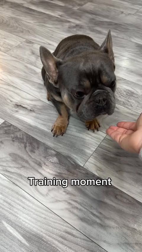 Instagram post by @kash.d.frenchie for Roborock. Caption reads: [...] dog creates snacks… for the vacuum 😂....