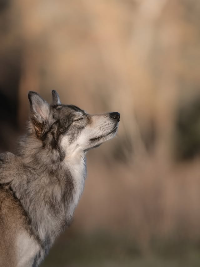 Instagram post by @odens_life for Thule. Caption reads: [...] autumn day 🤎 Advertisement @doglifebythule....