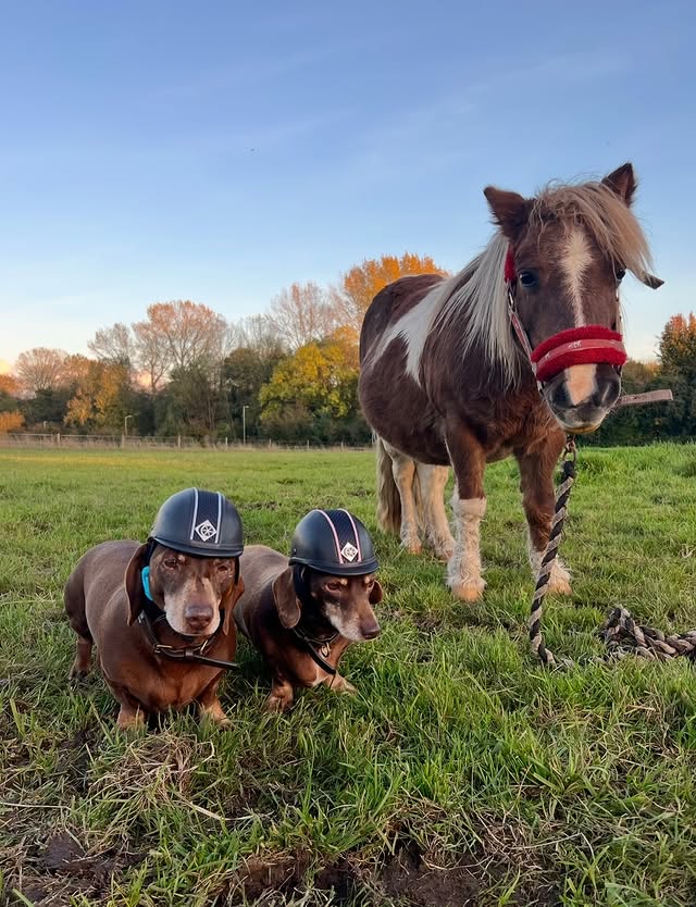 Instagram post by @sillyprune for Charles Owen. Caption reads: It’s National hat day…big love to....