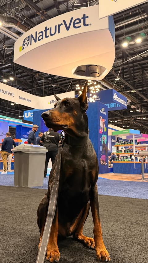 Instagram post by @axel.thedoberman for NaturVet. Caption reads: [...] 🐾 One of our favorite booths was....