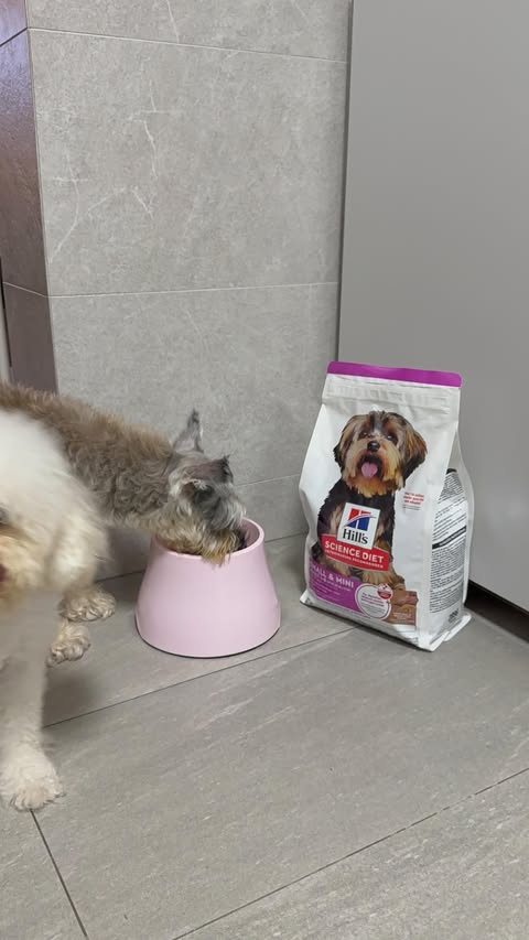 Instagram post by @minnieeeepie_ for Hill's Pet Nutrition. Caption reads: POV: your “not food motivated”Daisy suddenly eats....