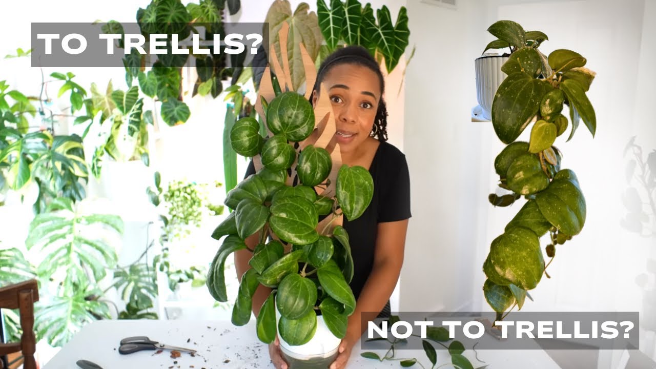 YouTube post by @luciansteph for Barrina. Caption reads: To Trellis or Not to Trellis? Here’s How I Know!.