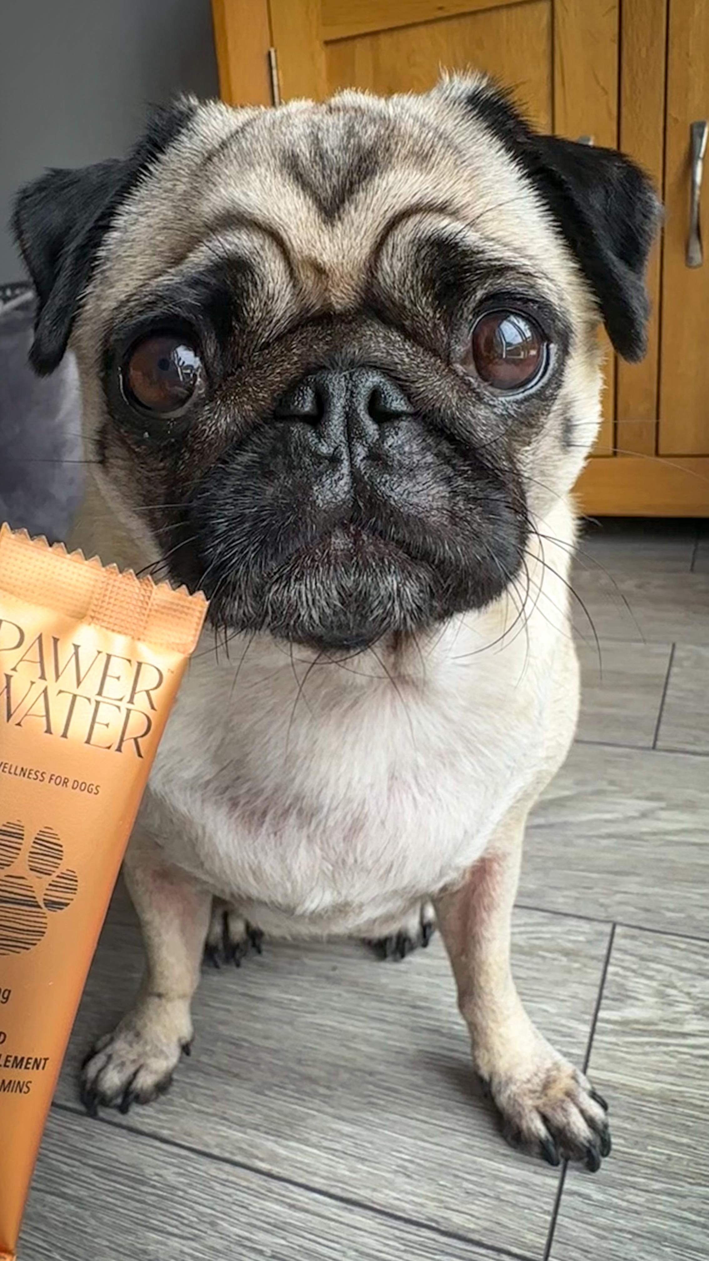 Instagram post by @cookiethepug.2021 for Pawer Water. Caption reads: [...] the Queen I am 🧡With a nice glass of....