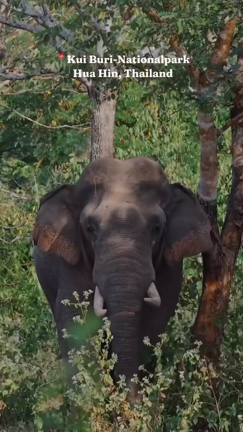 Instagram post by @furstonetravels for GetYourGuide. Caption reads: There are very few places left in Thailand where....