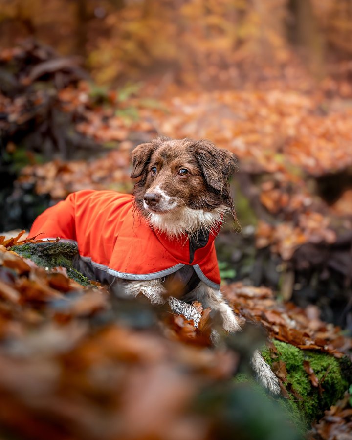 Instagram post by @keeladventures for Pomppa Dogwear. Caption reads: [...] side-eye 🤭 Ad | rocking Sportti....