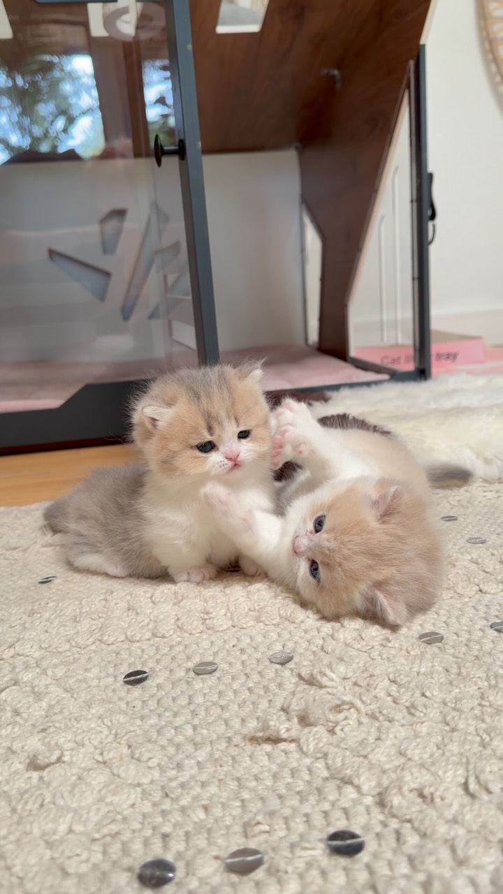 Instagram post by @fluffy_nerfs for Cats of Instagram. Caption reads: 🐾Theo and Teddy brotherly love 💗 #fyp #munchkin....