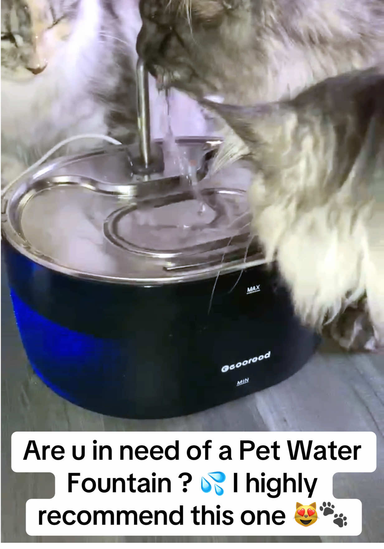 TikTok post by @animal_madness_2025 for Geoorood. Caption reads: @GEOOROOD UK SHOP Looking for a Pet Water [...].