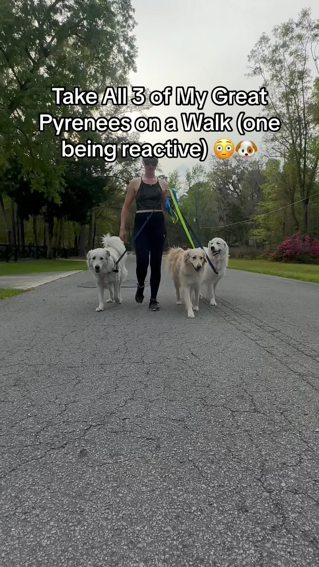 Instagram post by @tfo300 for Petsafe. Caption reads: our walks are wayyy less chaotic now 🐶👍🏻 use....