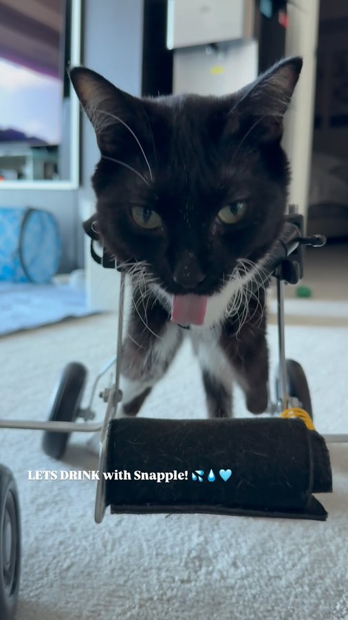 Instagram post by @moana.and.snapple for Cats of Instagram. Caption reads: Your 90 seconds of hydration #asmr by Snapple....