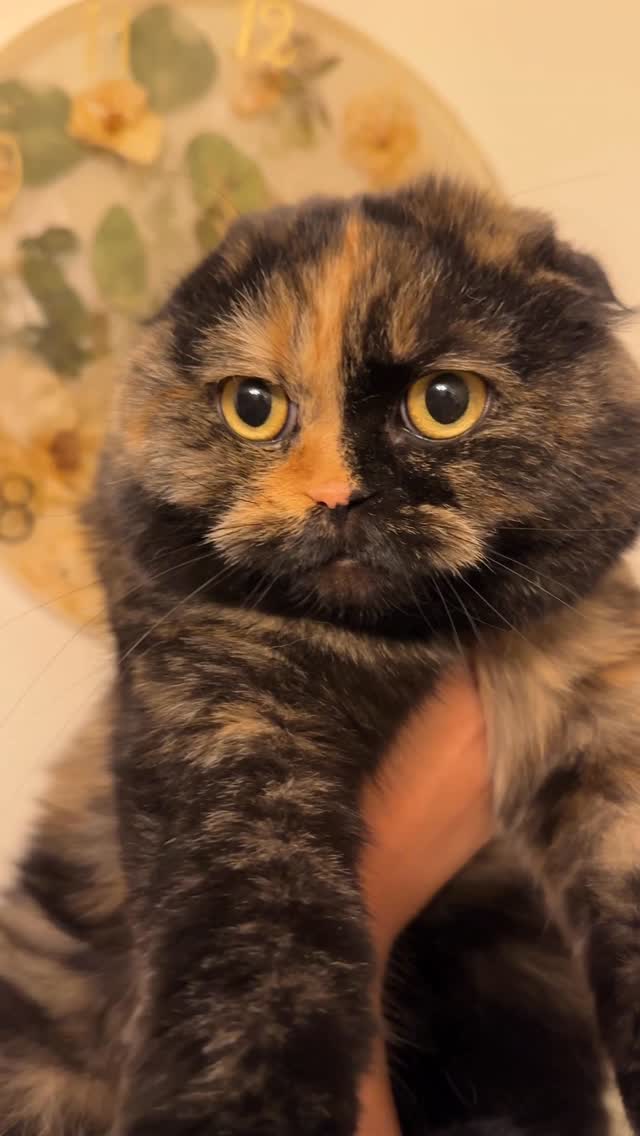 Instagram post by @lifewithcleoandjack for Oneisall. Caption reads: When life gets busy, Oneisall has us covered....