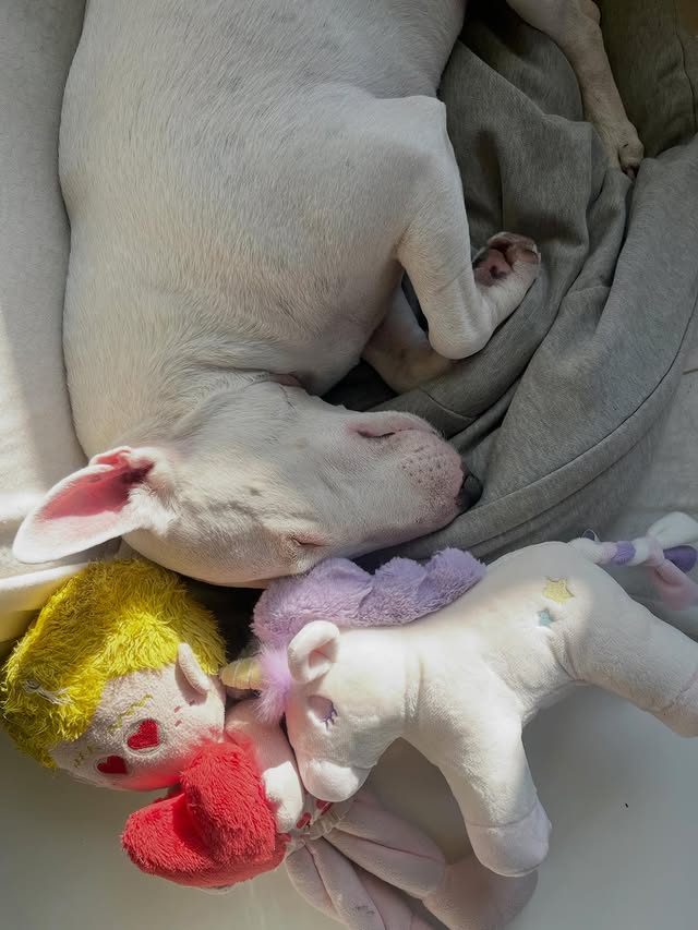 Instagram post by @bunta.222 for Doggy Box. Caption reads: Doggy Box  @doggybox_jp contains stuffed toys,....