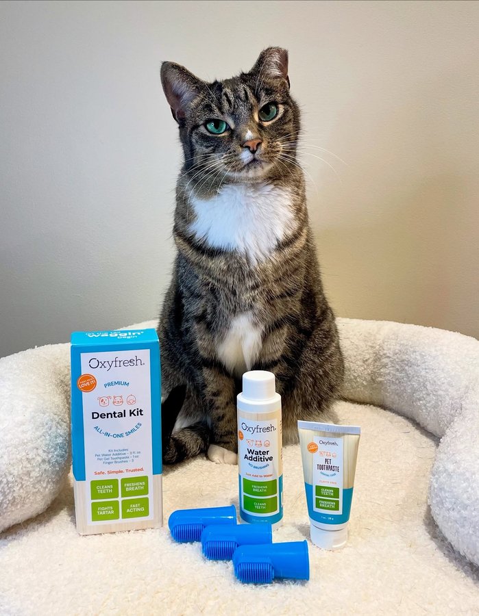 Instagram post by @milocat_sweetness for Oxyfresh. Caption reads: [...] care to keep my teeth healthy. Love....