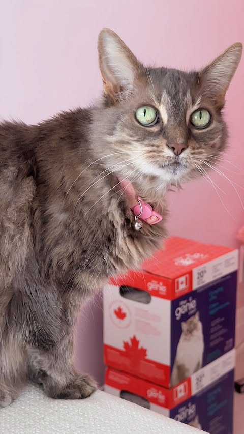 Instagram post by @mikaylakuehn for Litter Genie. Caption reads: Weekend reset featuring @LitterGenie ✨🐈‍⬛🧺🫧🎀....