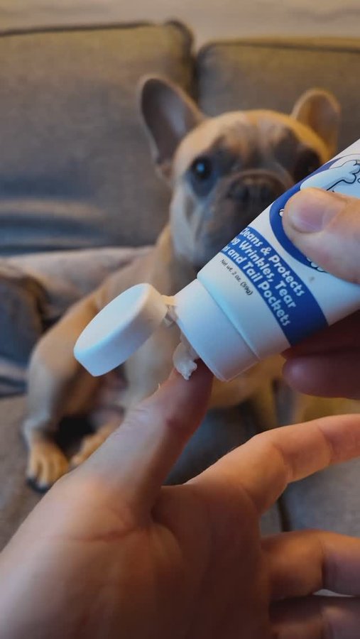 Instagram post by @tj.the.frenchie for Squishface. Caption reads: [...] you’re gonna want to stock up on @squishface....