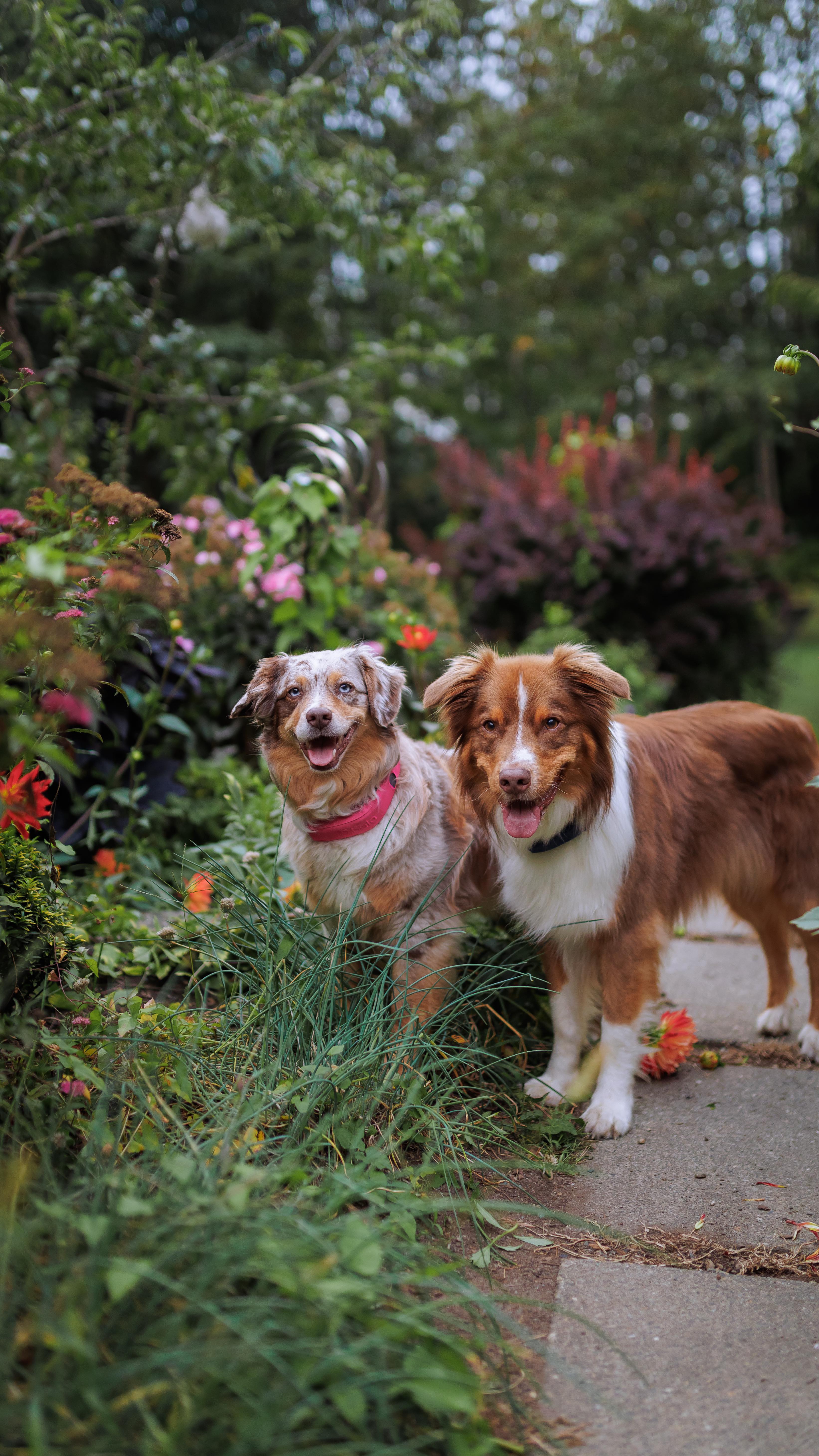Instagram post by @travelwithauss for Halo Collar. Caption reads: [...] something I have to stress about.....