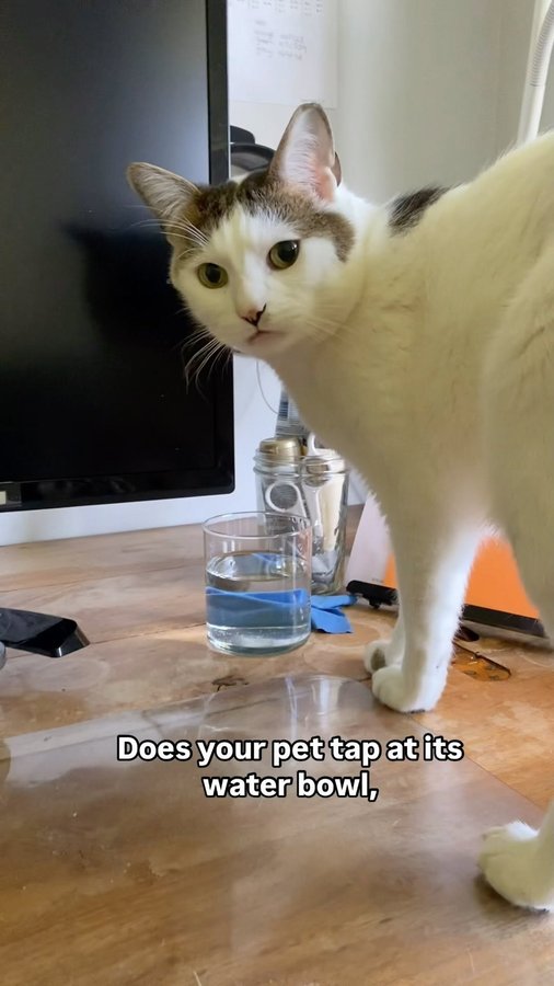 Instagram post by @no_ordinary_housecats for Uahpet. Caption reads: I often wonder if Thrasher’s kidney disease may....