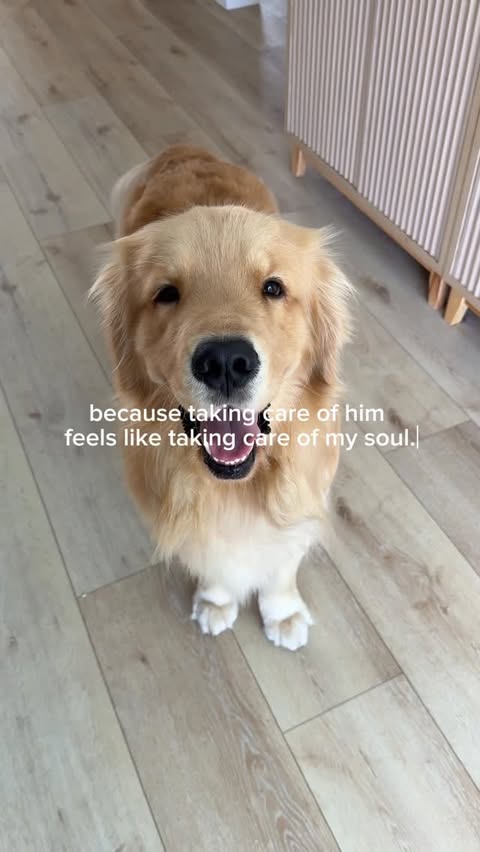 Instagram post by @reefthegolden_ for Native Pet. Caption reads: does it seem “extra” to you now?🤍

@nativepet is....