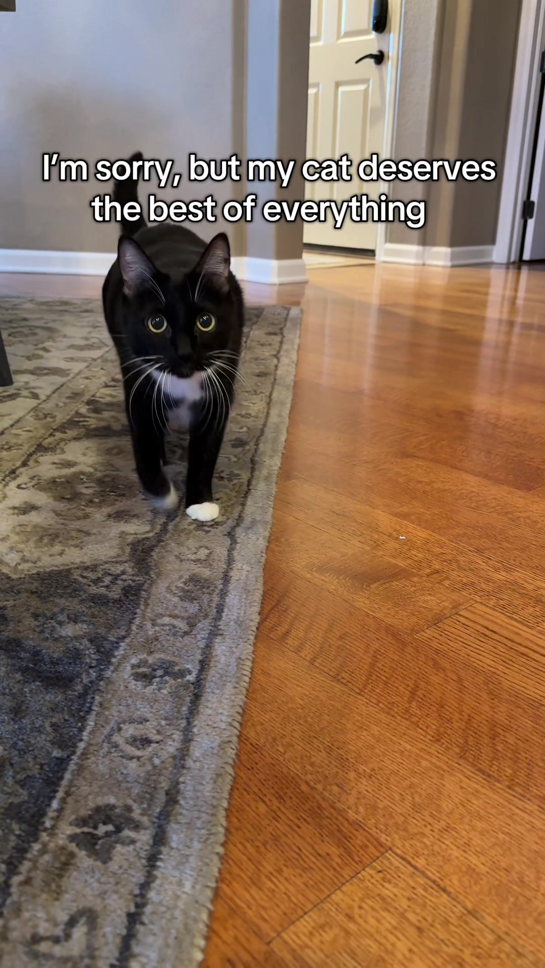 TikTok post by @littlelifethings_16 for PetHonesty. Caption reads: If your cat’s been a little dull or picky lately,....