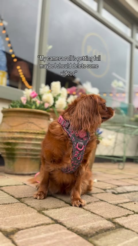 Instagram post by @ruby_cavalier1 for Pawsome Paws Boutique. Caption reads: PPB model from the start 🥹 What was your first....