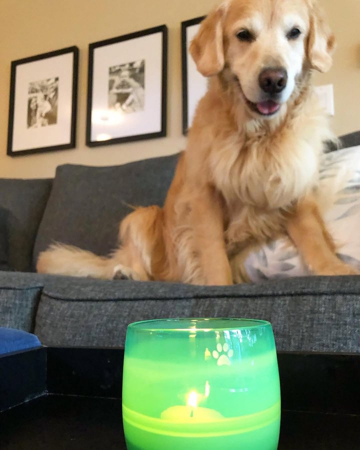 Instagram post by @porter_the_golden for glassybaby. Caption reads: votive with a motive 🤜🏻 @glassybaby makes it....