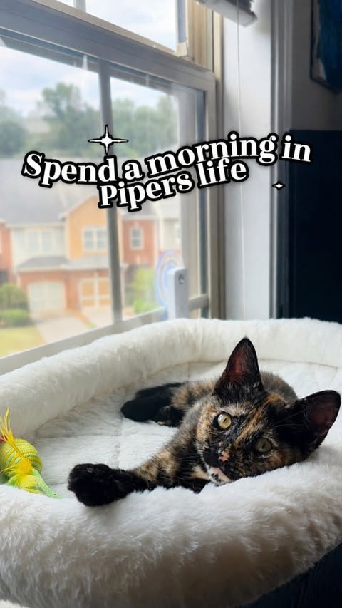 Instagram post by @ozzieonthemove for Petcube. Caption reads: [...] morning, I decided to set up her Petcube....