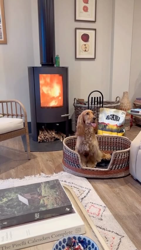 Instagram post by @lauralouisebr for ACANA Petfoods. Caption reads: Rupert’s nutrition journey in 2025 🐶

From....