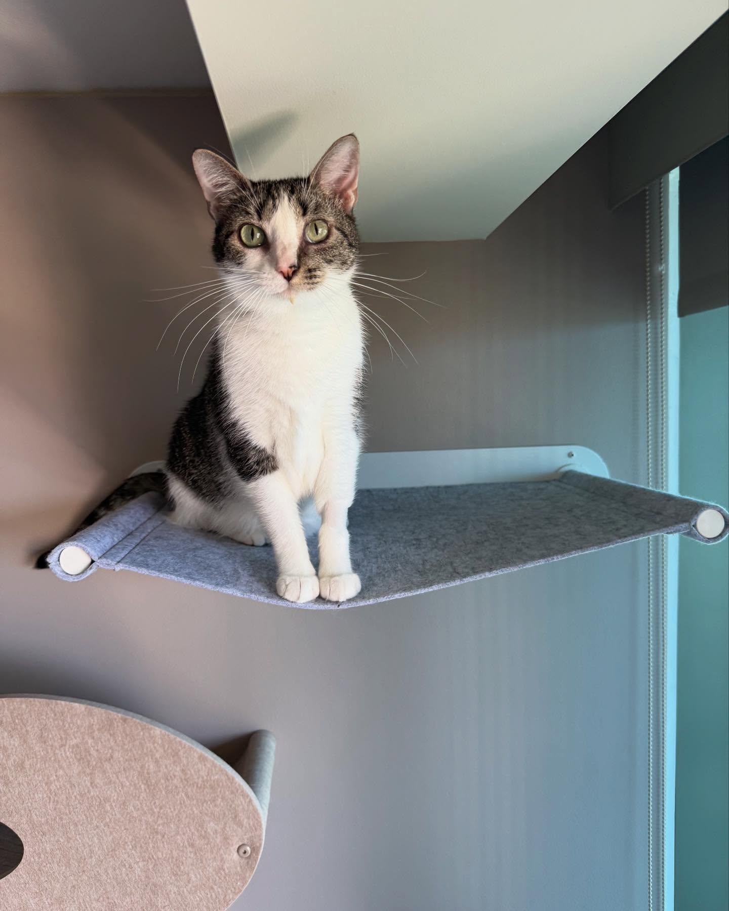Instagram post by @moana.and.snapple for Cats of Instagram. Caption reads: Miss Moana wants to tell you about her new perch,....