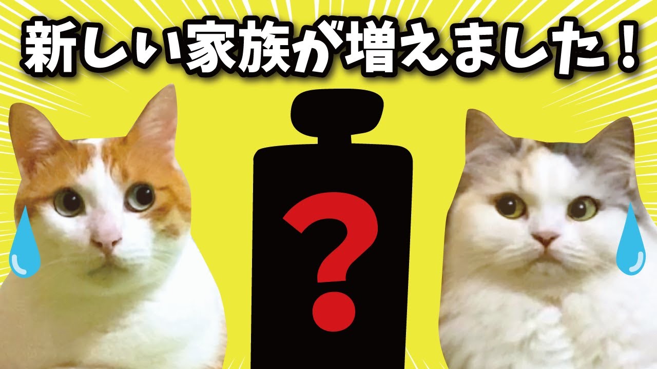 YouTube post by @ntubertsukushi for 7sGood. Caption reads: A new family member has joined our family! [Cat....