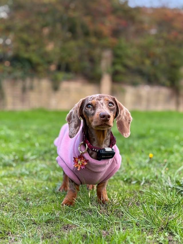 Instagram post by @margotdapple for Cocopup London. Caption reads: wrapped up for this cold weather 💗 margot stays....