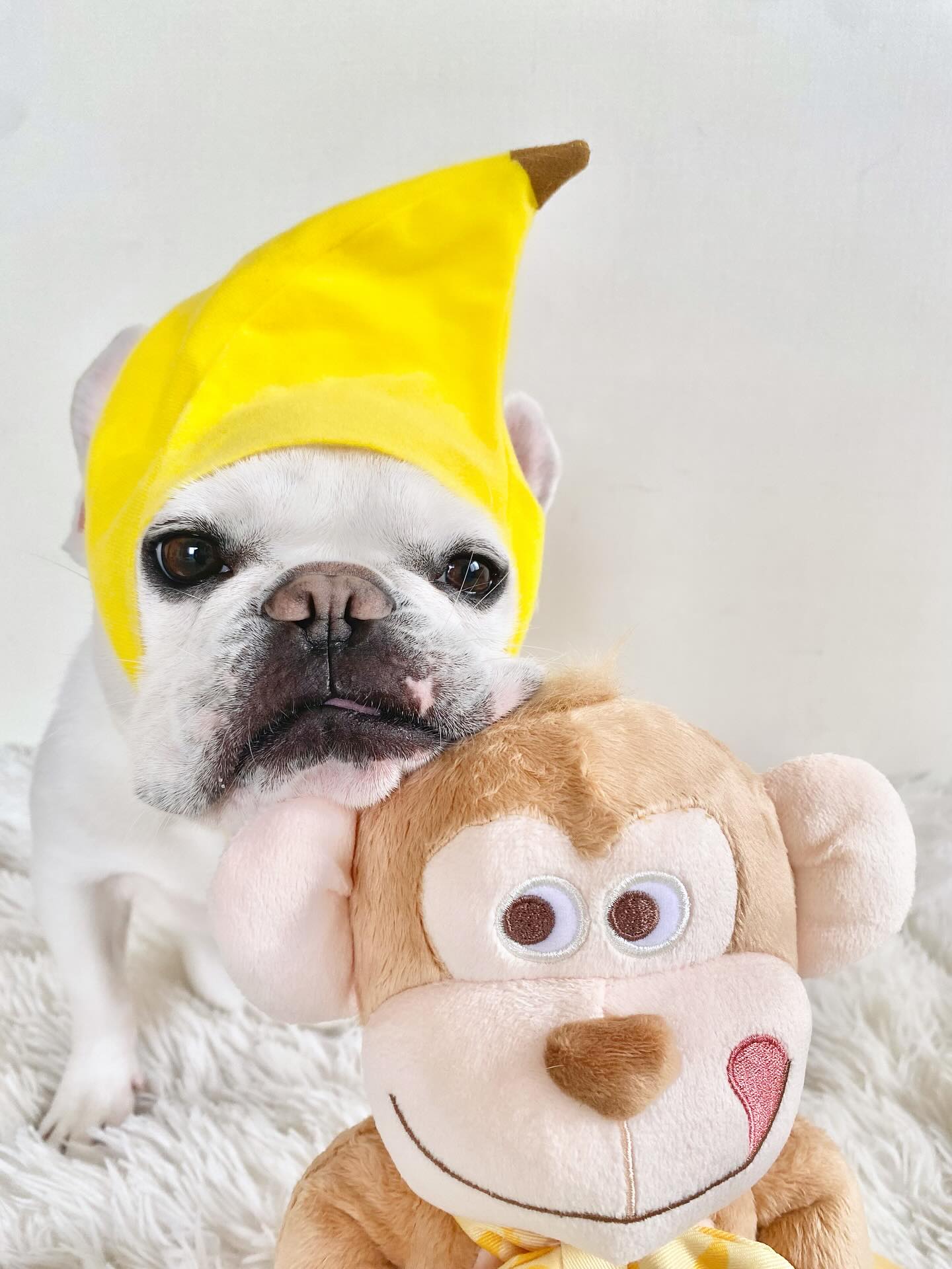 Instagram post by @himegonzaresu for Doggy Box. Caption reads: ⠀
⠀
おさるさん？
いつになったら一緒に遊べるぶぅか？？
⠀
⠀
🐒💦🐖💕💕💕
⠀
⠀....