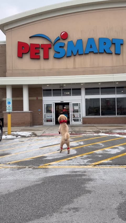 Instagram post by @pappythepoodleofficial for PetSmart. Caption reads: Pappy took a trip to @petsmart . He made some new....