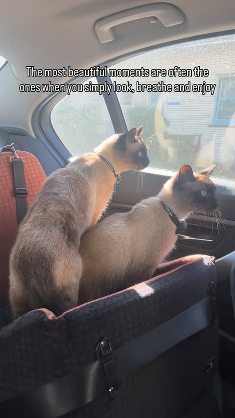 Instagram post by @_itsmilowndsky for Petsfit. Caption reads: Sometimes, the most beautiful moments are the....