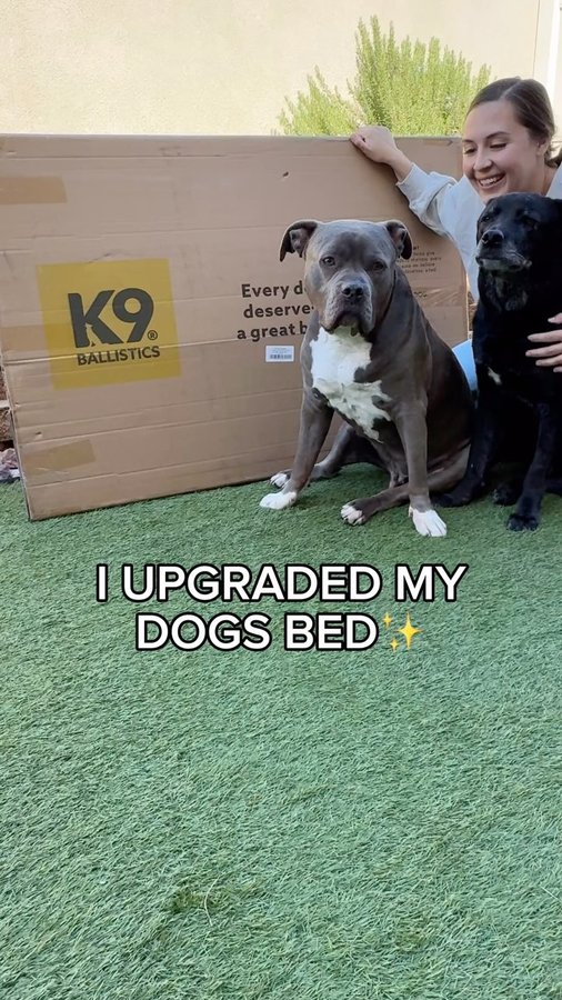 Instagram post by @duke.thebluepit for K9 Ballistics. Caption reads: [...] spring/summer to sunbathe ☀️⁣
⁣
#ad....