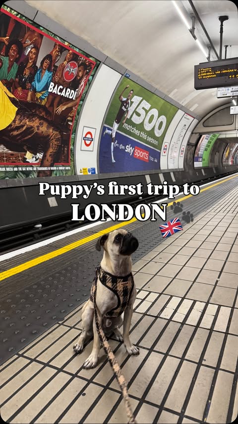 Instagram post by @thehandsomepugs for Dog Furiendly - Dog Friendly Places. Caption reads: Multi generational trip to London 🥹 Mum came....