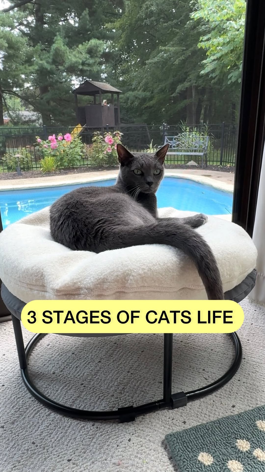 Instagram post by @purrfectinfluencer for Cats of Instagram. Caption reads: Plan accordingly 😹😹

#Catsoffacebook....