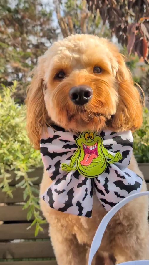 Instagram post by @cooper_cockerpoo_north_wales for Frankys Bowtique. Caption reads: [...] fabulous in his latest haul from....