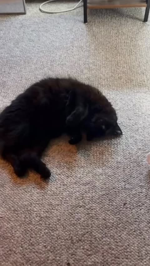 Instagram post by @silliestofmims for POIZON. Caption reads: Check out our link in my bio, POIZON offers FREE....