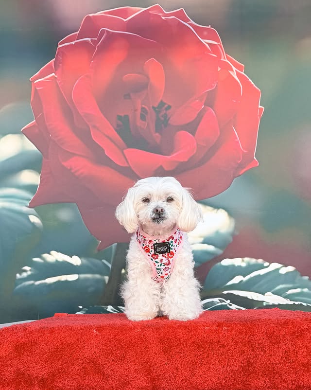 Instagram post by @mochi_the_poo for Sassy Woof. Caption reads: [...] harness | @sassywoof x @petsuppliesplus....