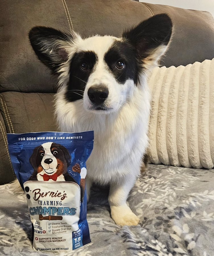 Instagram post by @bodhi_the_corgibear for Bernie's Best. Caption reads: Frens!!! I got some dental chews from....