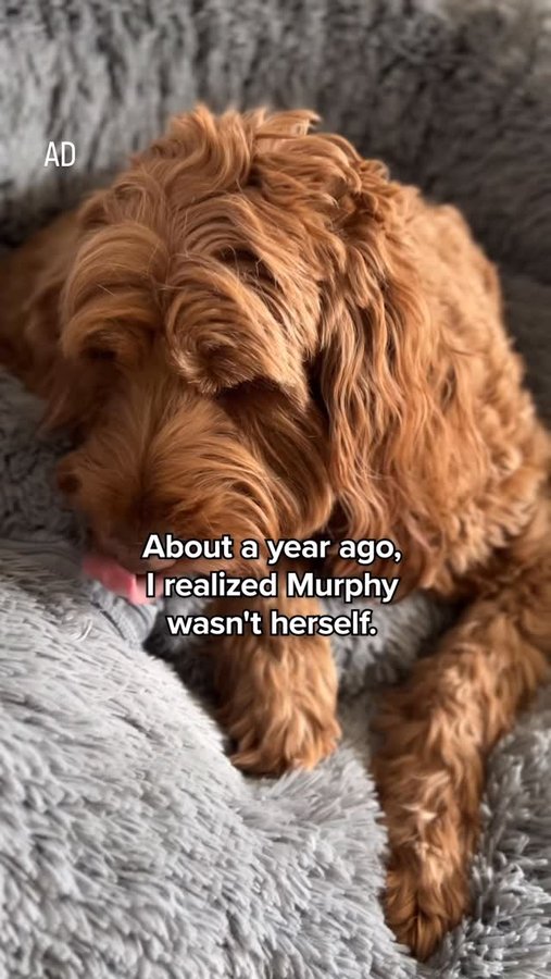 Instagram post by @thatgoldendoodle for Zoetis Petcare. Caption reads: #ad #ZoetisPartner  

Osteoarthritis (OA) is a....