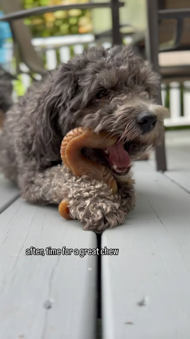 Instagram post by @dog_friendly_finds_ct for Benebone. Caption reads: 🦴 Benebone @mybenebone has some new products that....