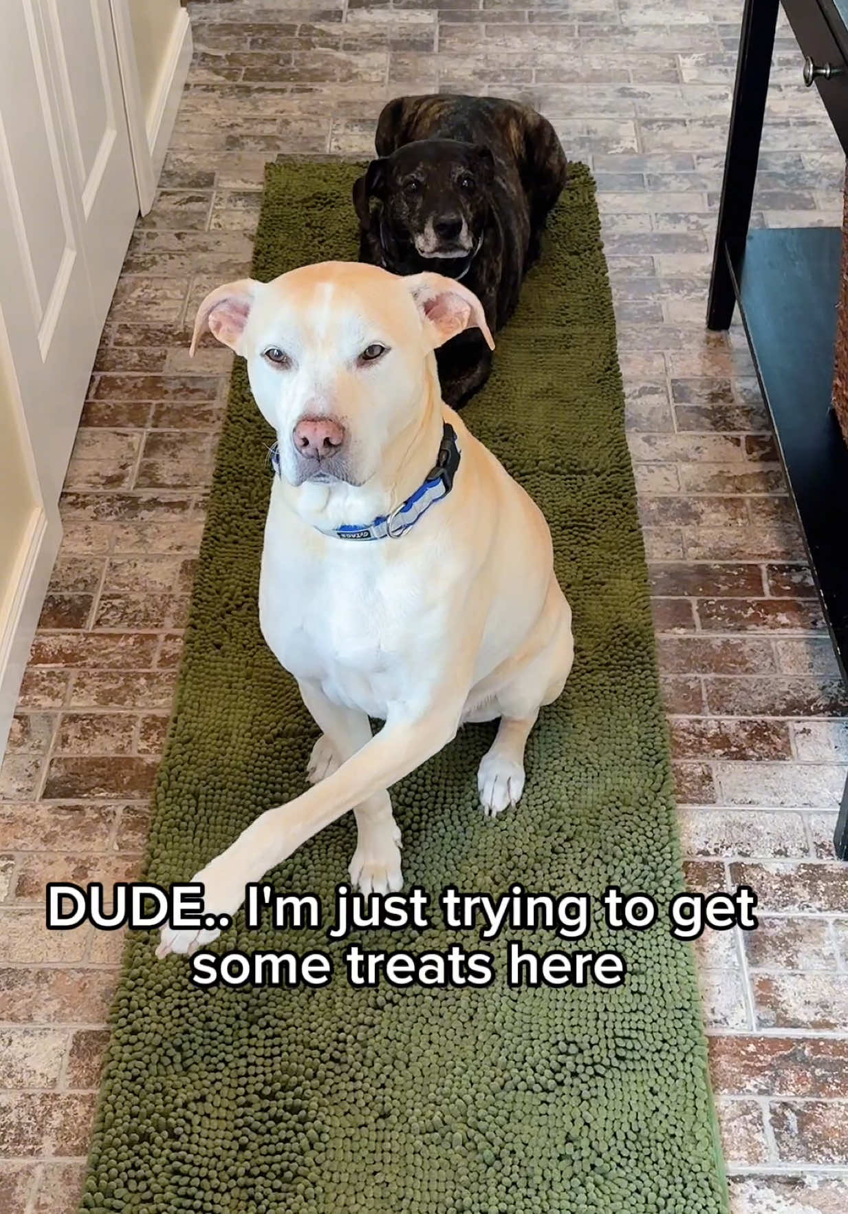 TikTok post by @janet.pierson for Muddy Mat. Caption reads: [...] 🛒 for current pricing. #dogsoftiktok....