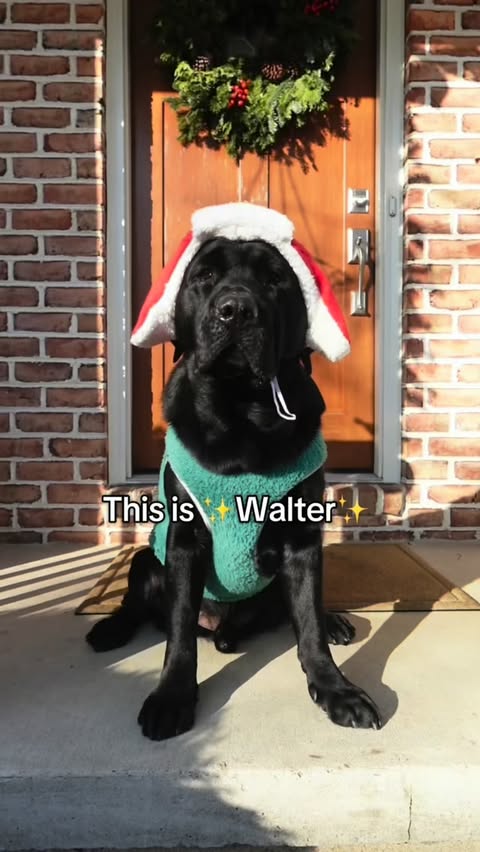 Instagram post by @remi_and_walter for Earthborn Holistic Pet Food. Caption reads: POV: you’re a good boy all year and Santa shops....