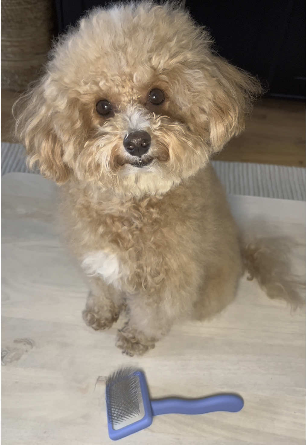 TikTok post by @teddydoodlebear for We Love Doodles. Caption reads: The @WeLoveDoodlesShop slicker brush is the best....