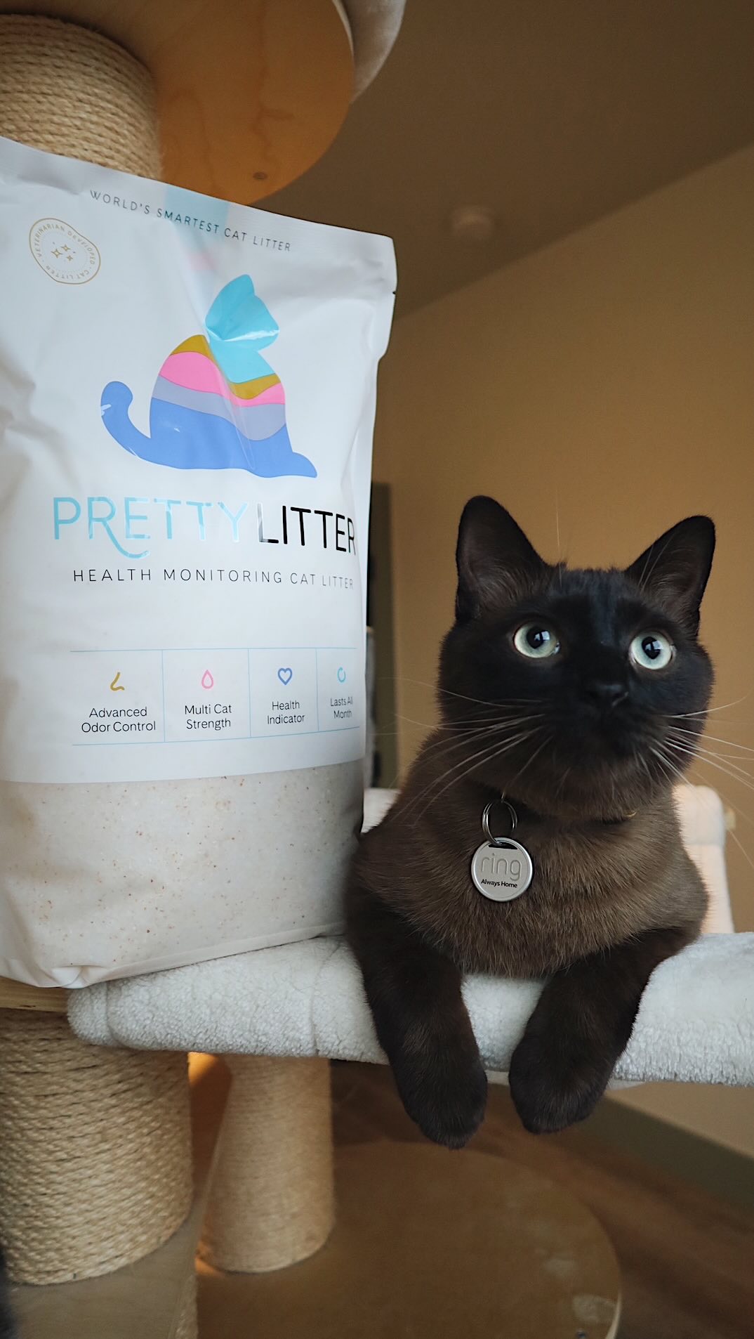 Instagram post by @serenebrookrussell for Prettylitter. Caption reads: Set up my cat room with me! 🖤 first step is....