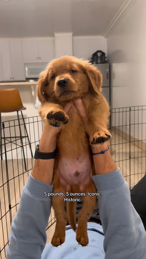 Instagram post by @badboy_bru for The Farmer's Dog. Caption reads: [...] 1/27/26. [terms apply] #tfdpartner....