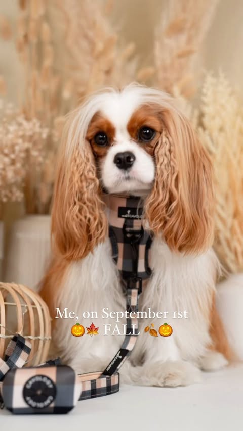 Instagram post by @hamiltonthecavie for Cavology. Caption reads: [...] 🍂🎃🍁🧡 The new fall collection from....