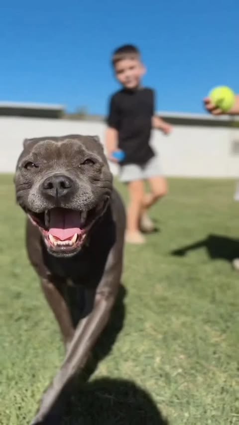 Instagram post by @aubreycuevas_ for blue buffalo. Caption reads: #BlueBuffaloPartner Come along with Nova on just a....